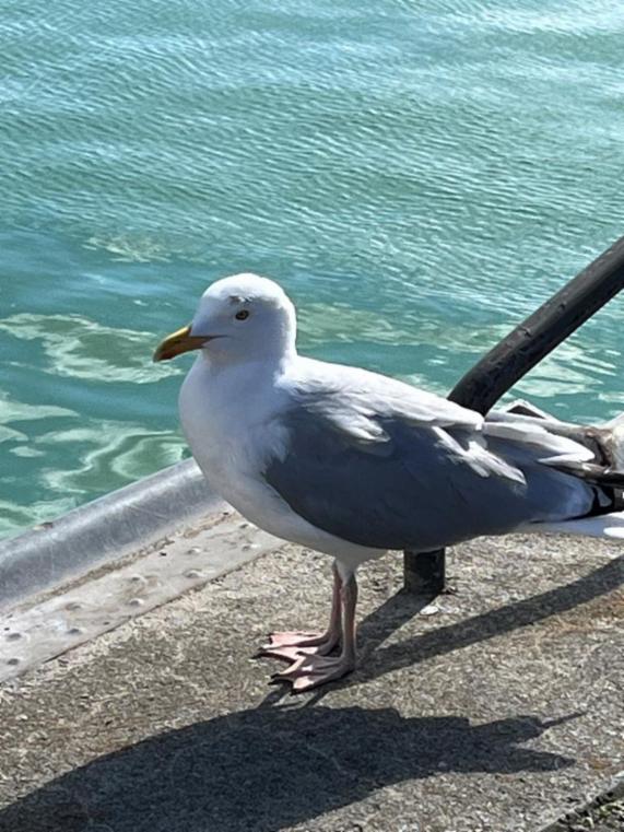 Idyllisches Hotel in Ostseenähe sucht Nachfolger aus Altersgründen – Bild 1