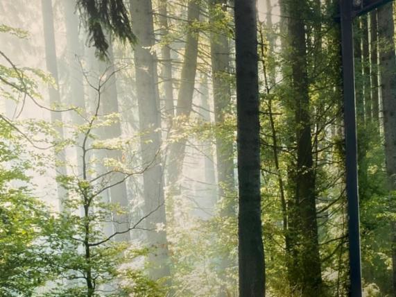 Angebot - Fotoansicht